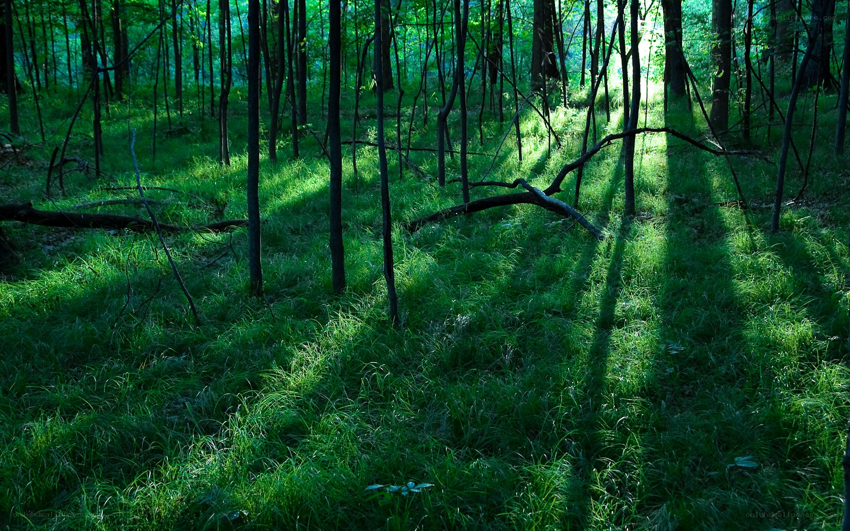 Sunlight through forest trees