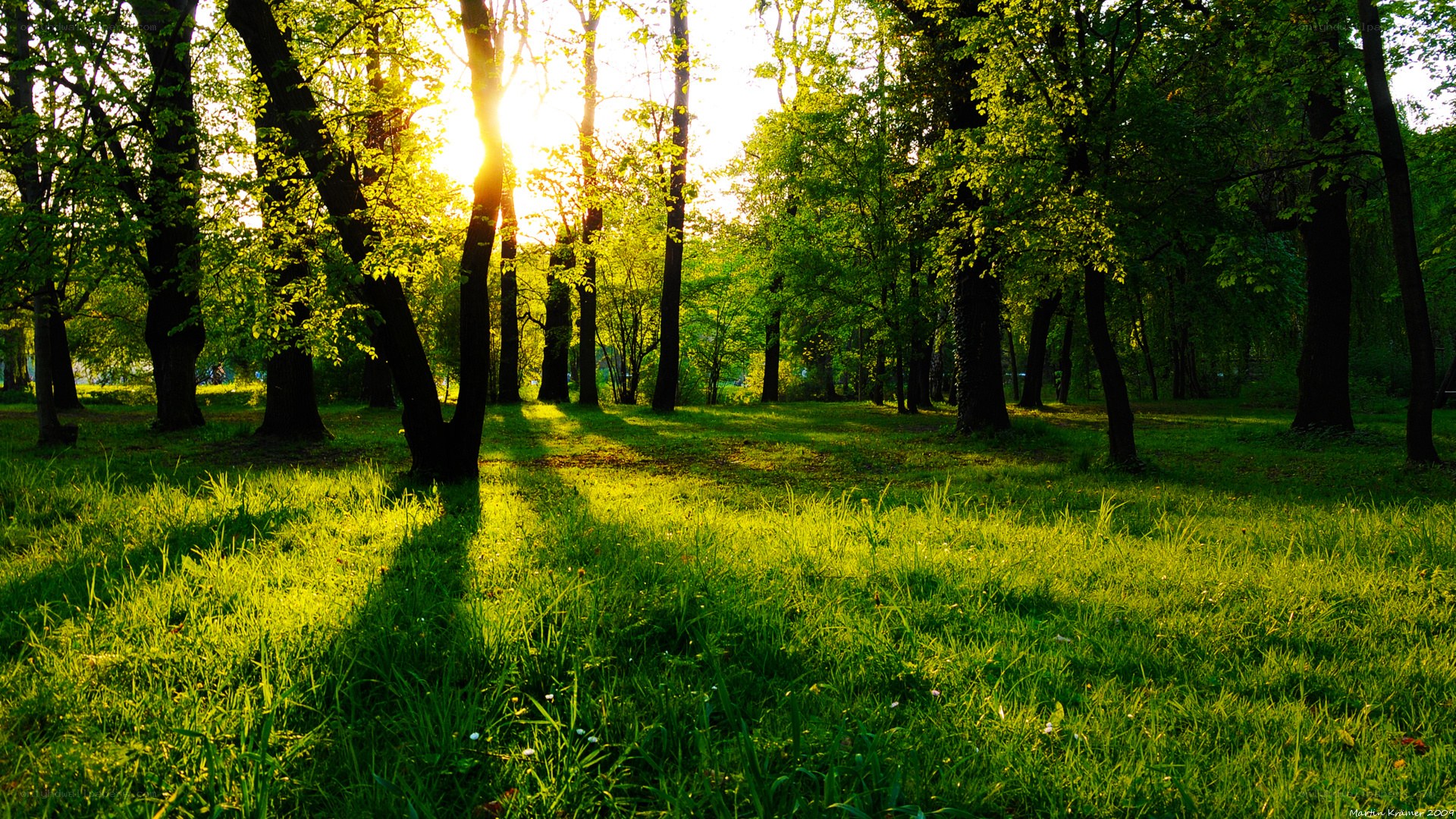 Sunlight through forest trees