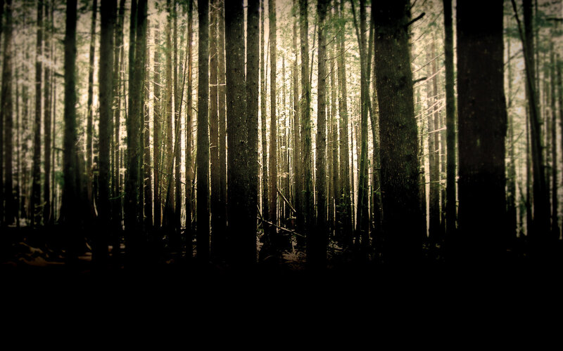 Sunlight through forest trees