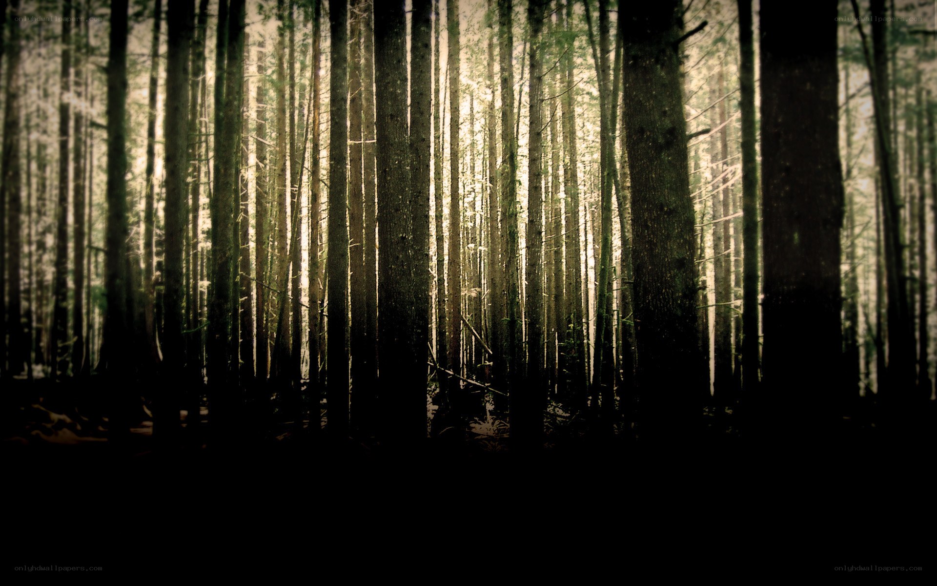Sunlight through forest trees