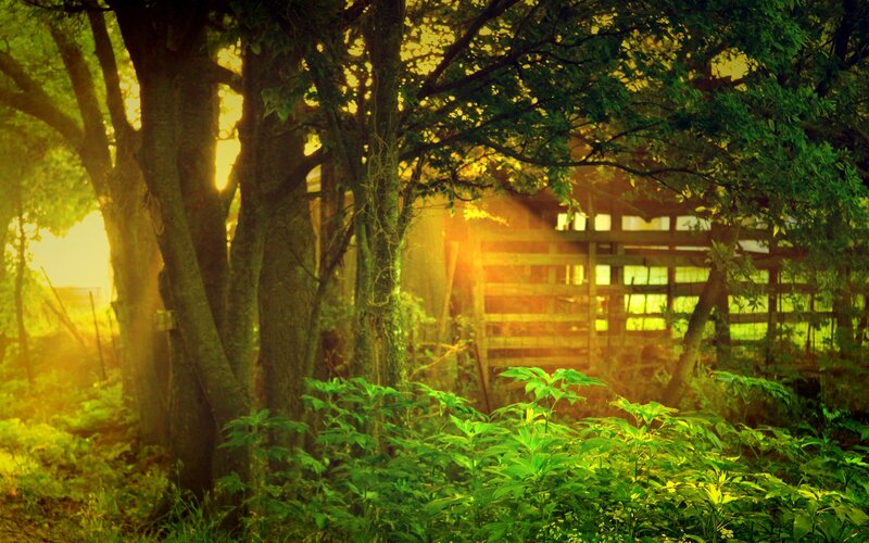 Sunlight through forest trees