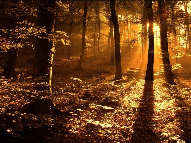 Sunlight through forest trees