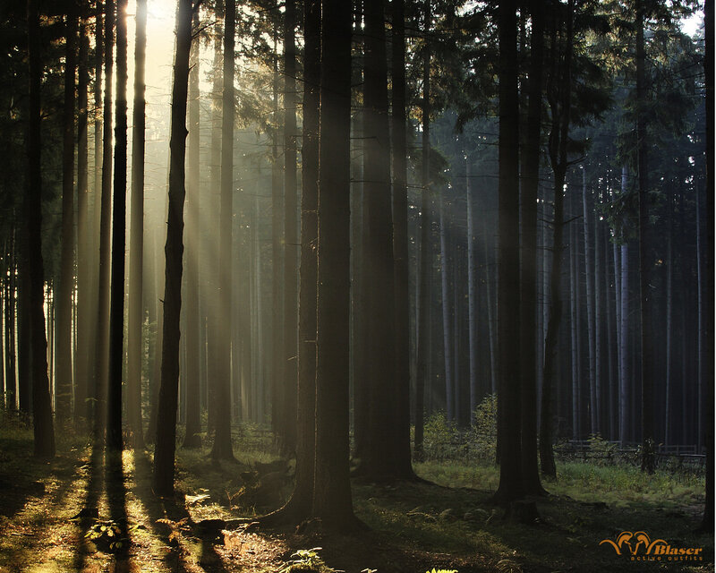 Sunlight through forest trees
