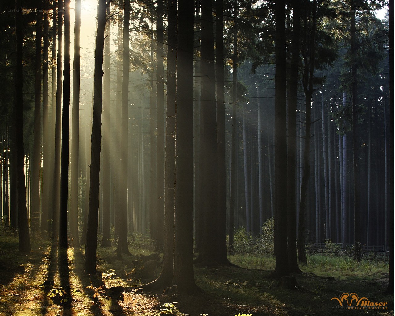 Sunlight through forest trees
