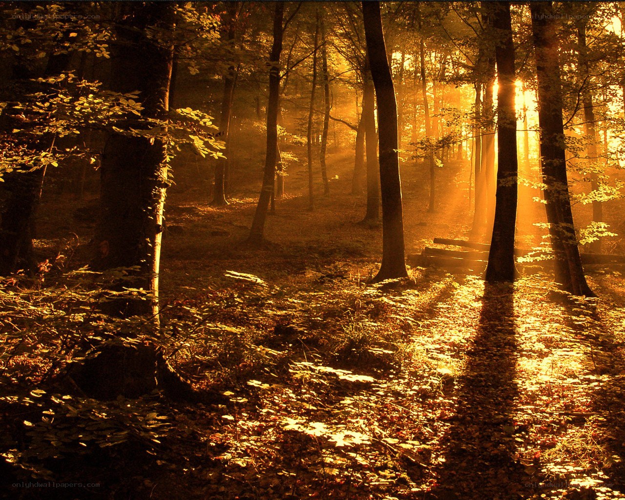 Sunlight through forest trees
