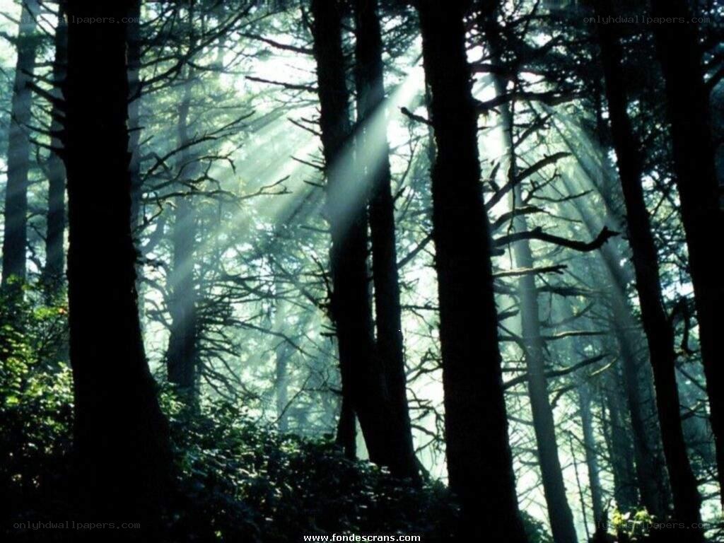 Sunlight through forest trees