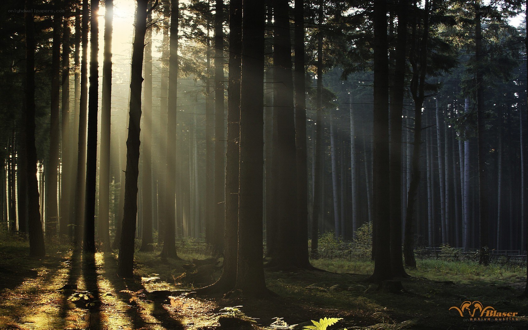 Sunlight through forest trees