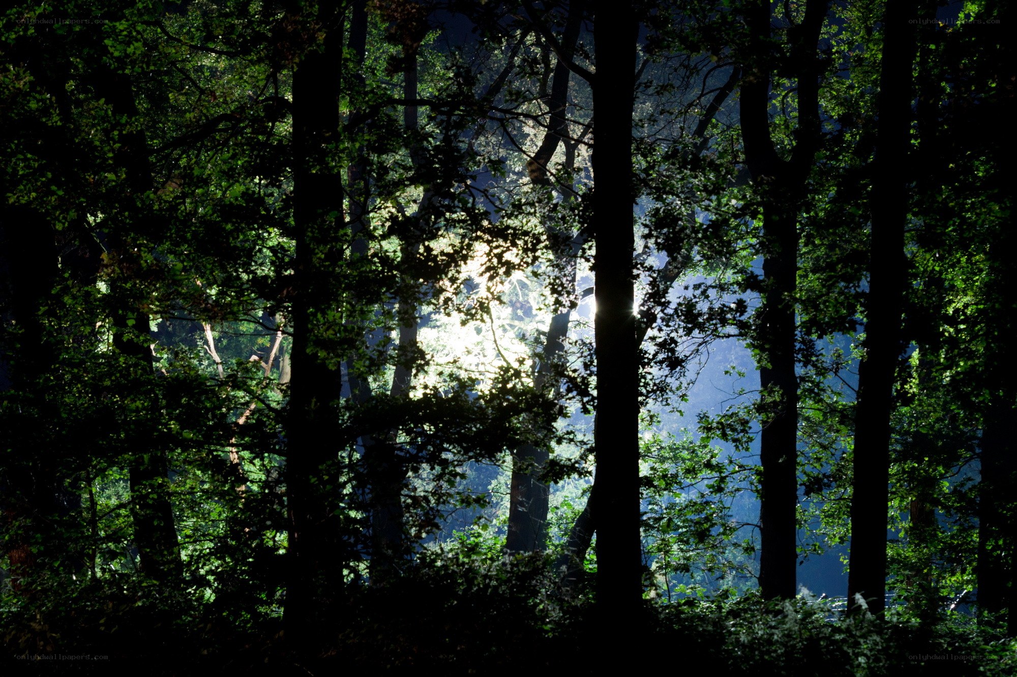 Sunlight through forest trees