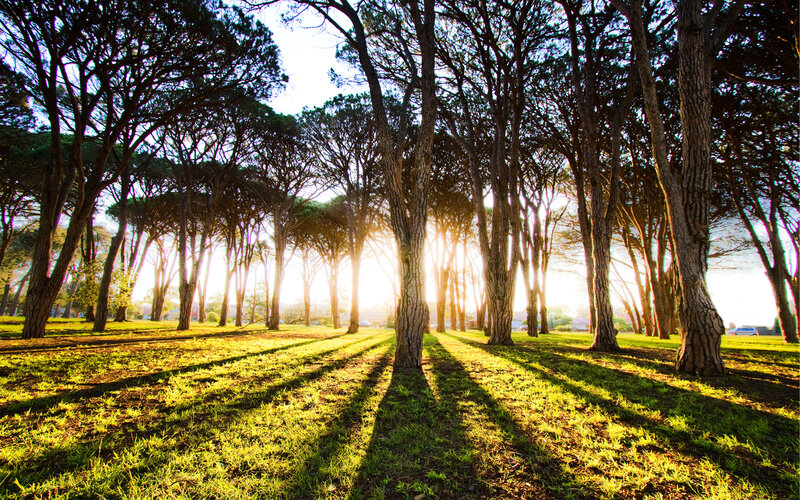 Sunlight through forest trees