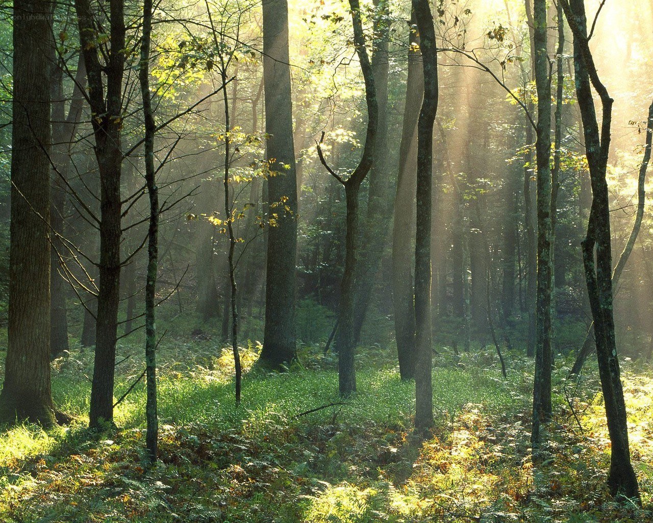 Sunlight through forest trees