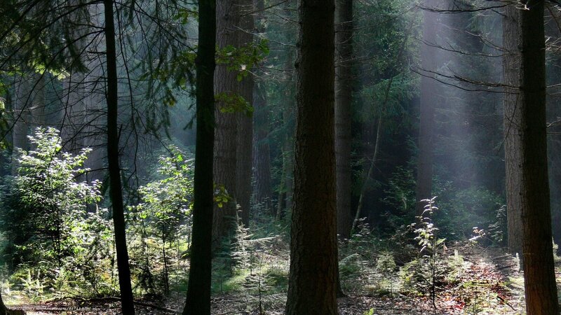 Sunlight through forest trees