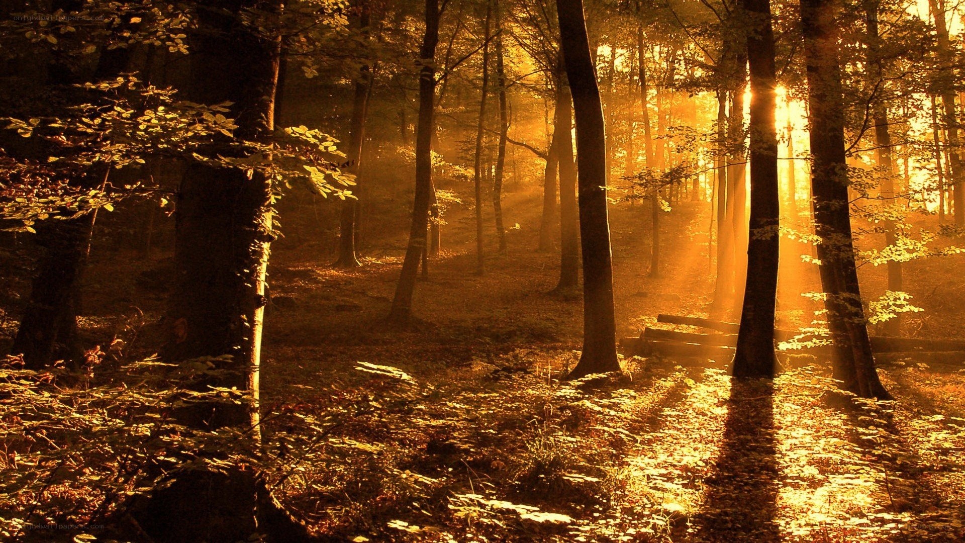 Sunlight through forest trees