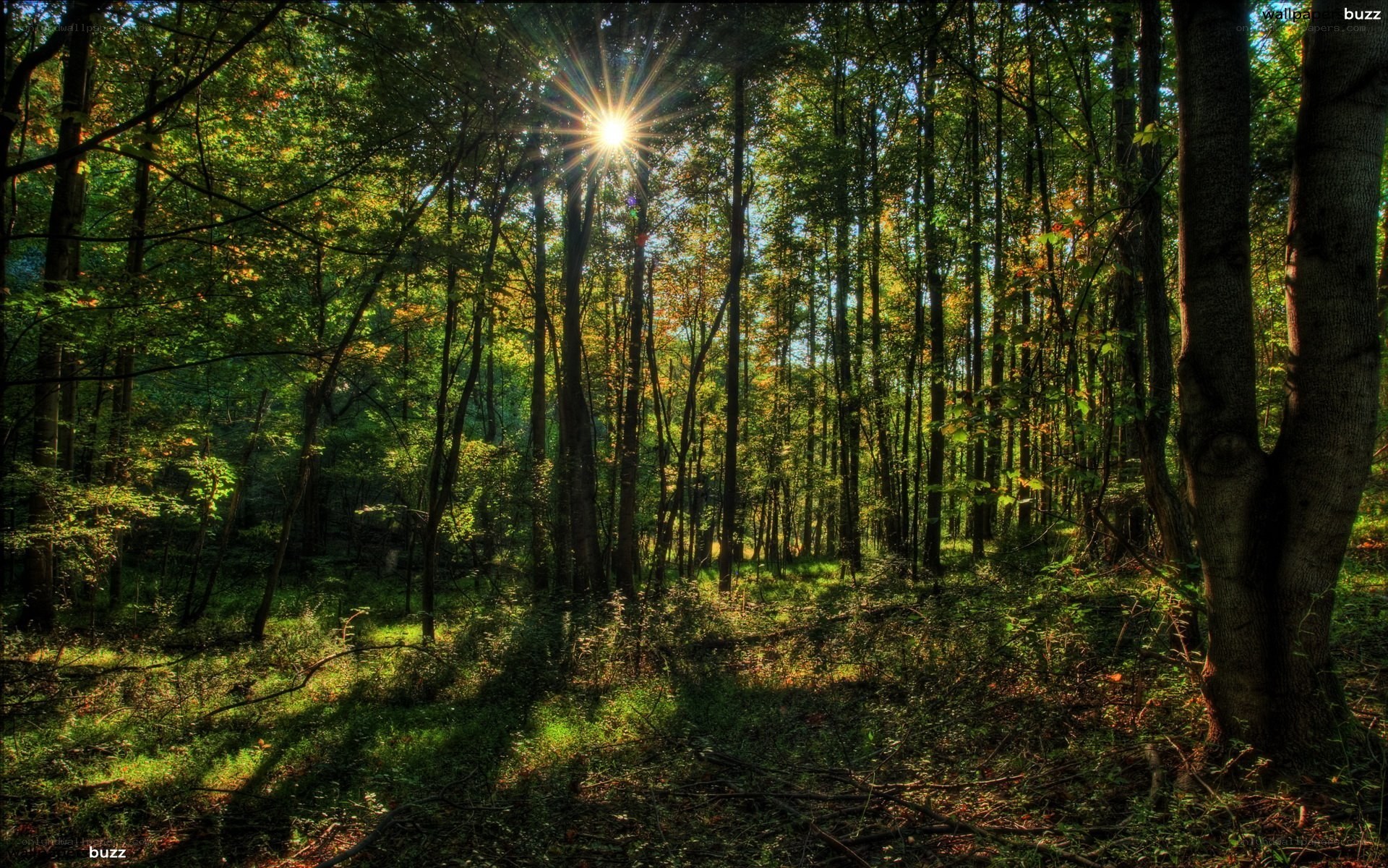 Sunlight through forest trees
