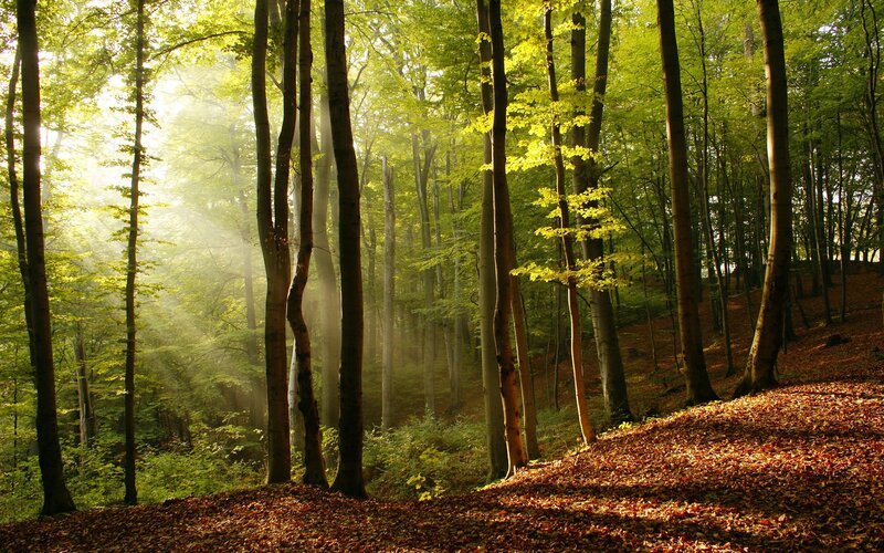 Sunlight through forest trees
