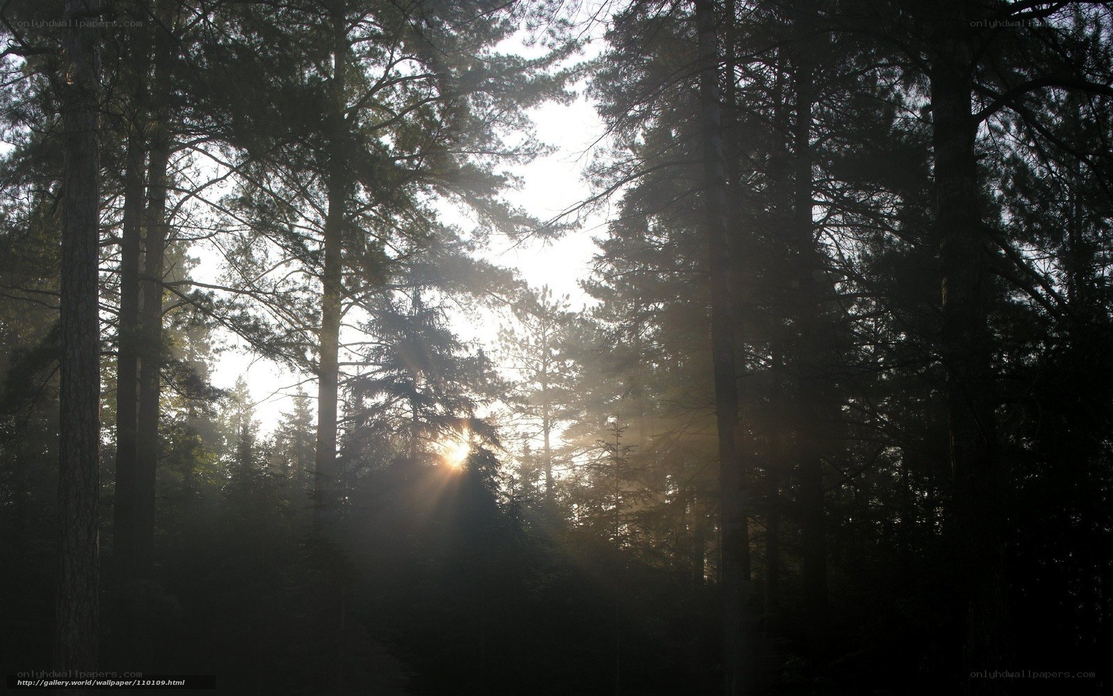 Sunlight through forest trees