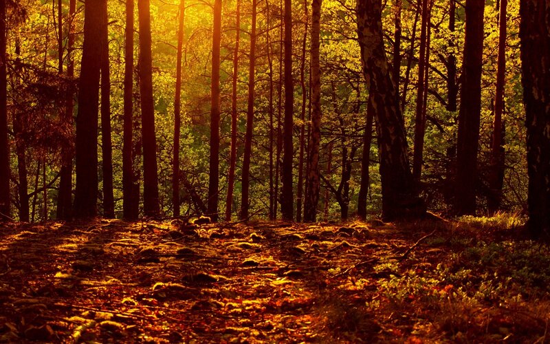 Sunlight through forest trees