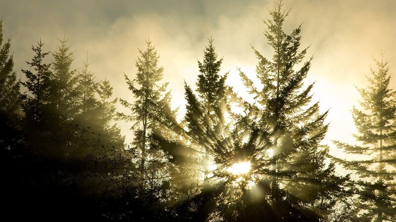 Sunlight through forest trees