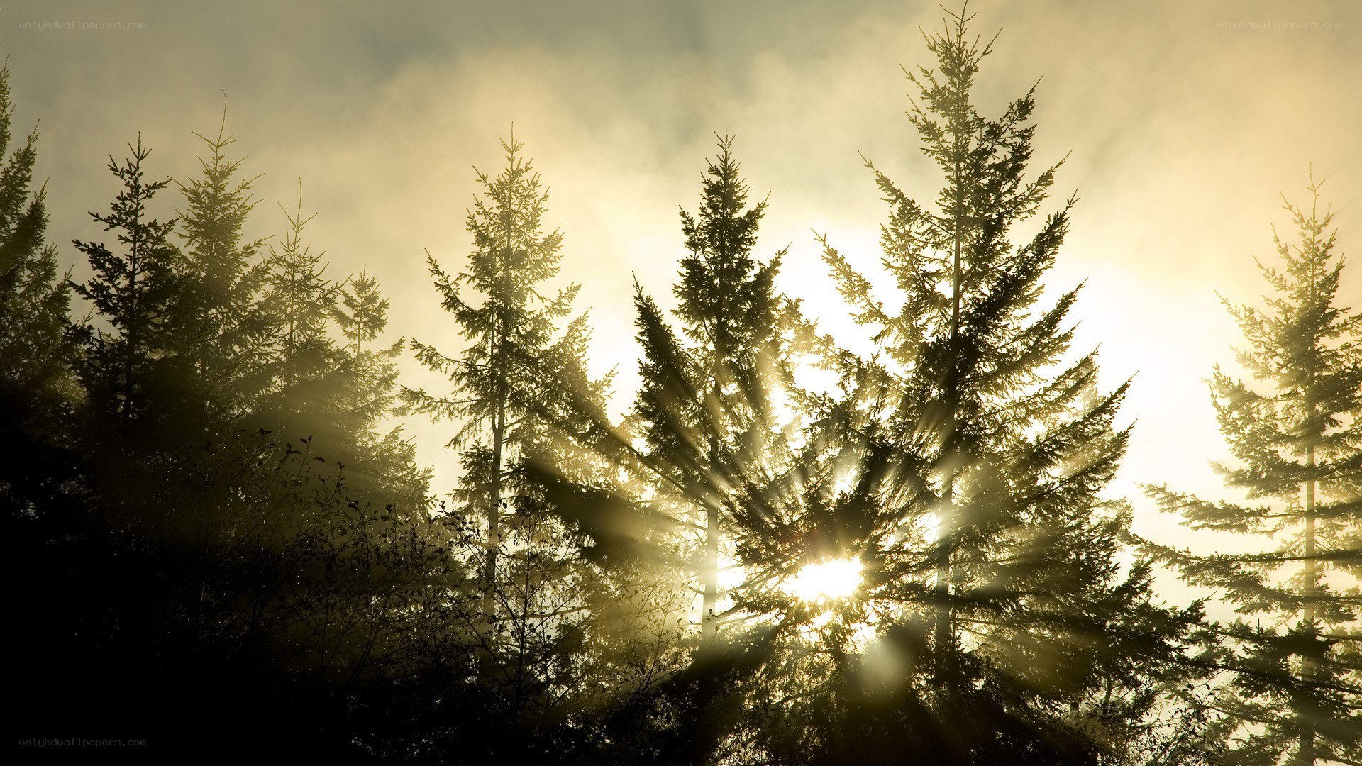 Sunlight through forest trees