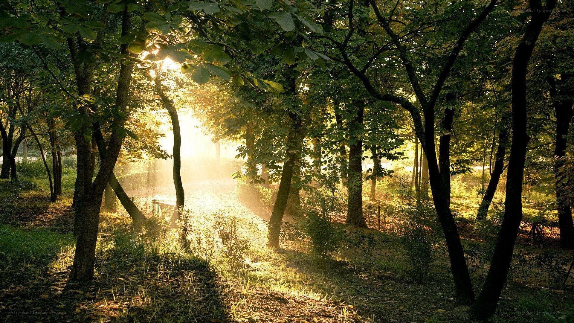 Sunlight through forest trees