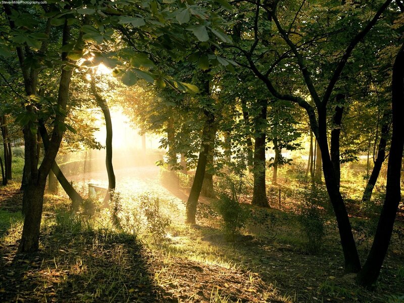 Sunlight through forest trees