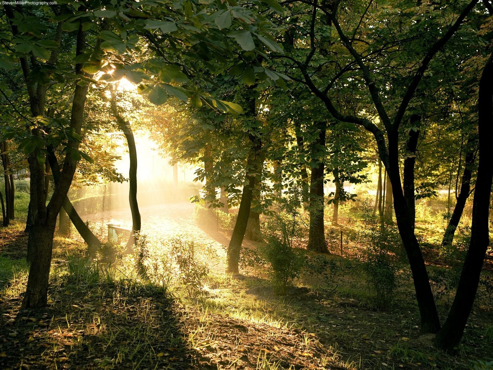 Sunlight through forest trees