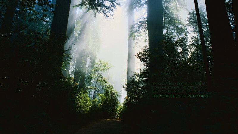 Sunlight through forest trees
