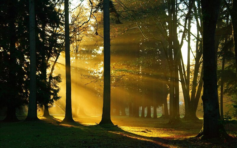 Sunlight through forest trees
