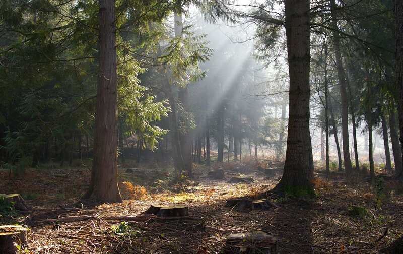 Sunlight through forest trees
