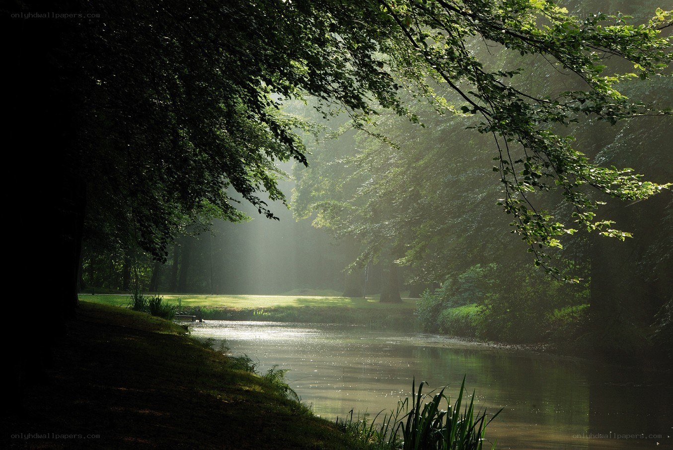 Sunlight through forest trees