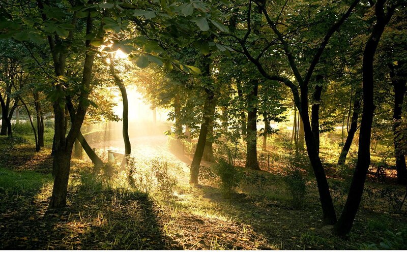 Sunlight through forest trees