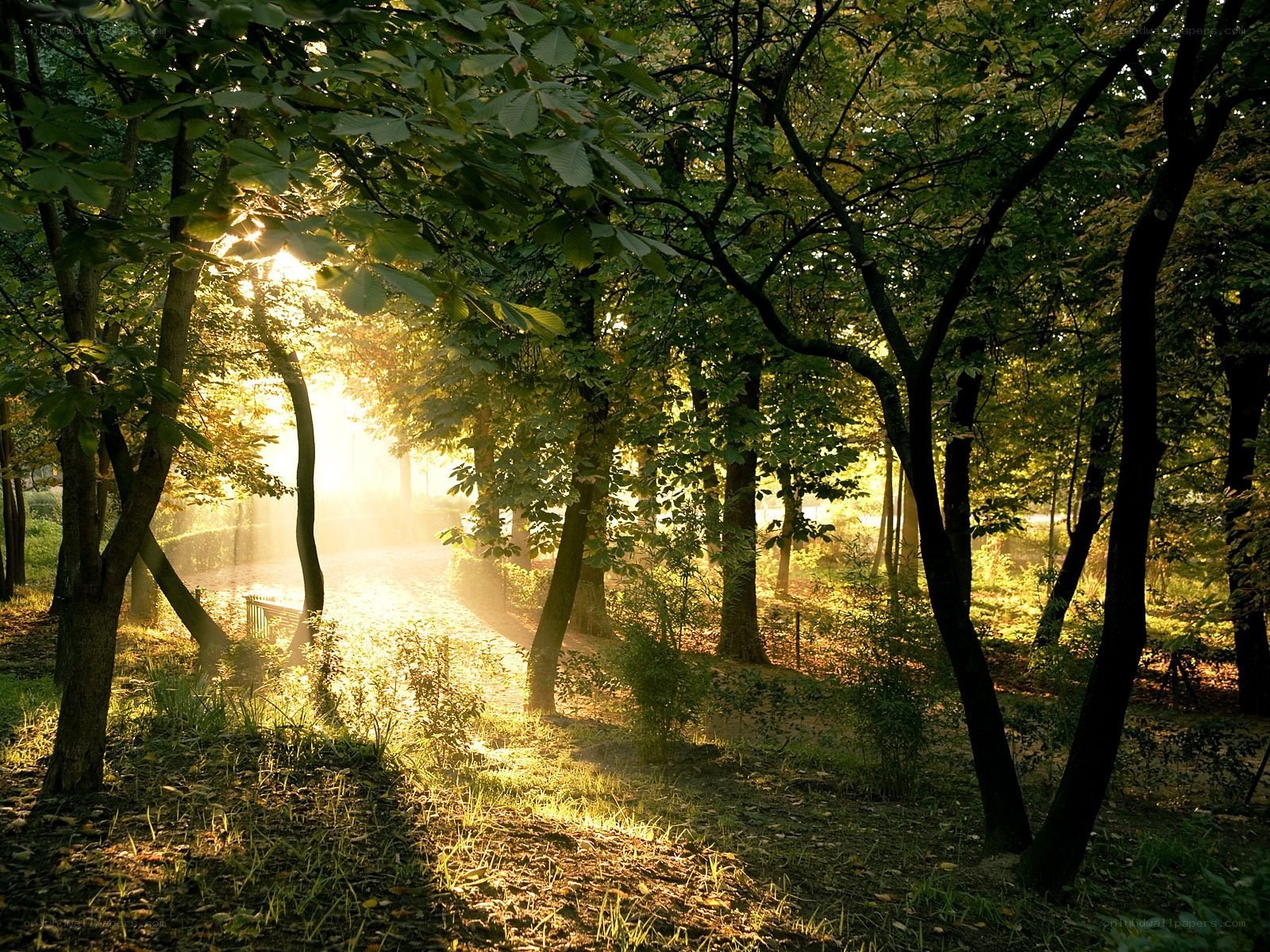 Sunlight through forest trees