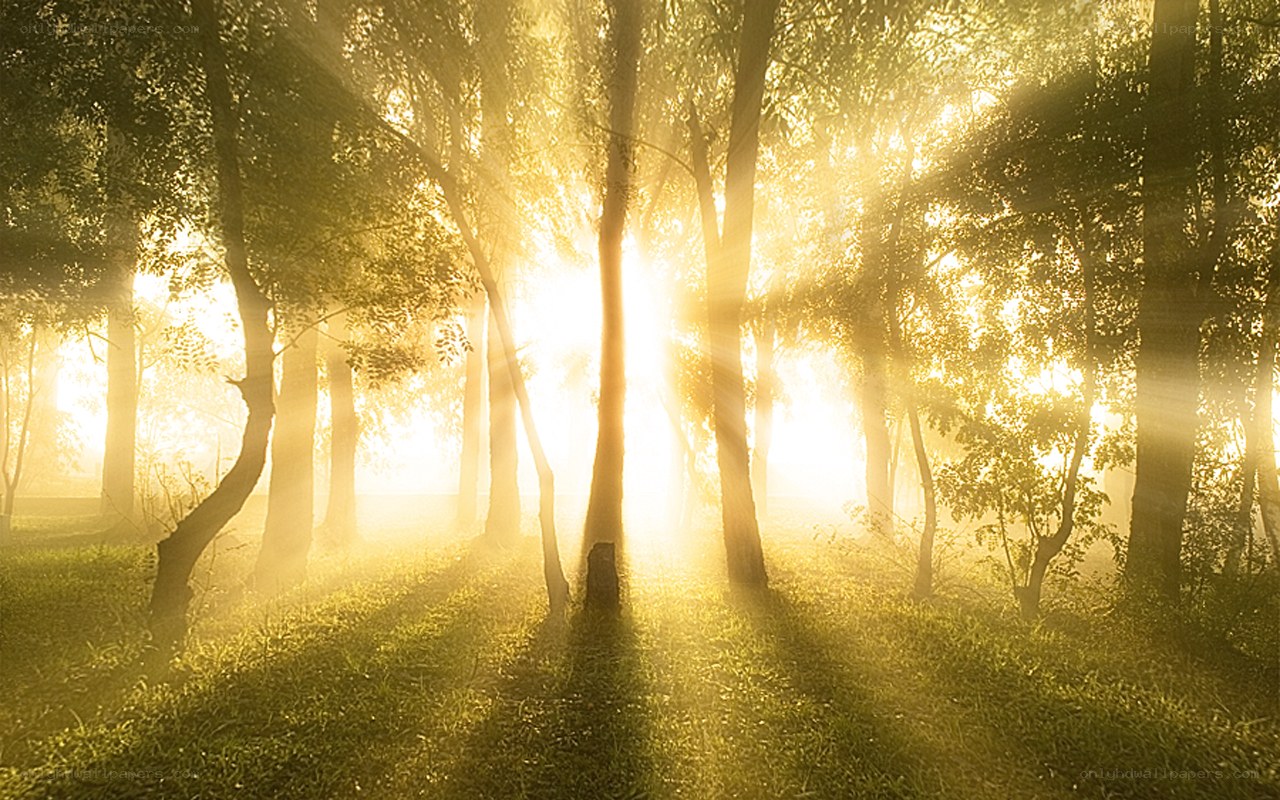 Sunlight through forest trees