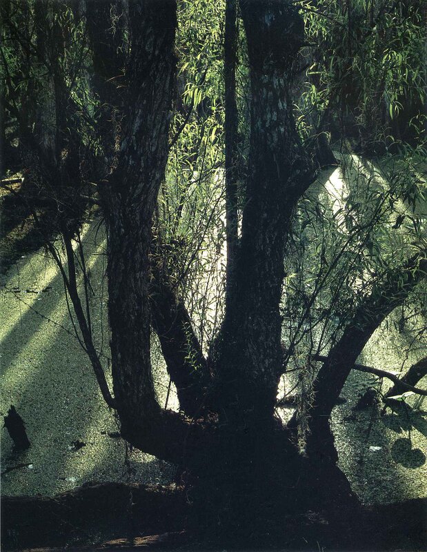 Sunlight through forest trees