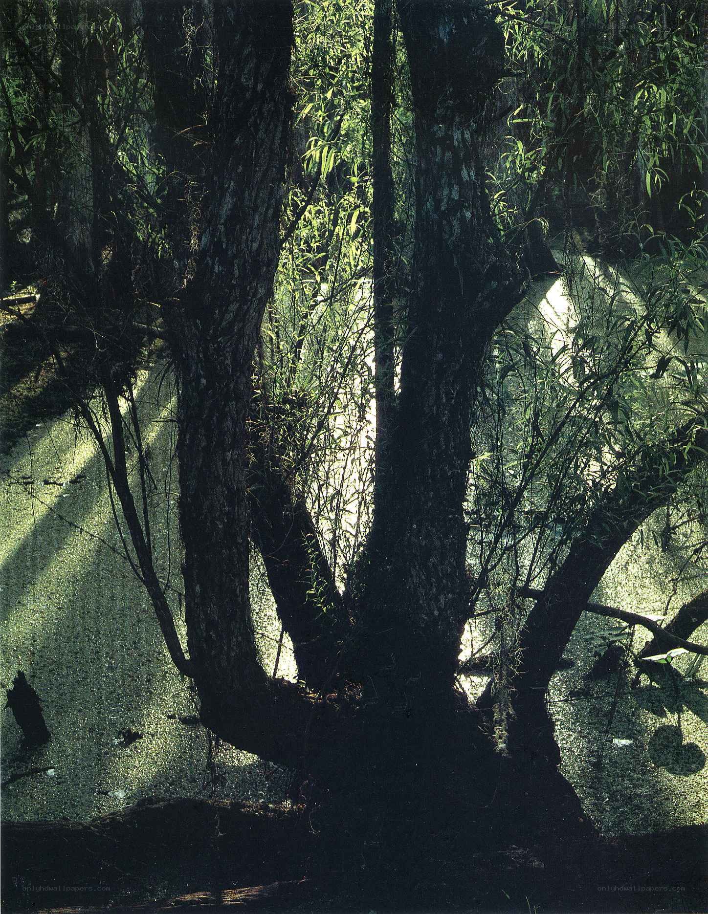 Sunlight through forest trees