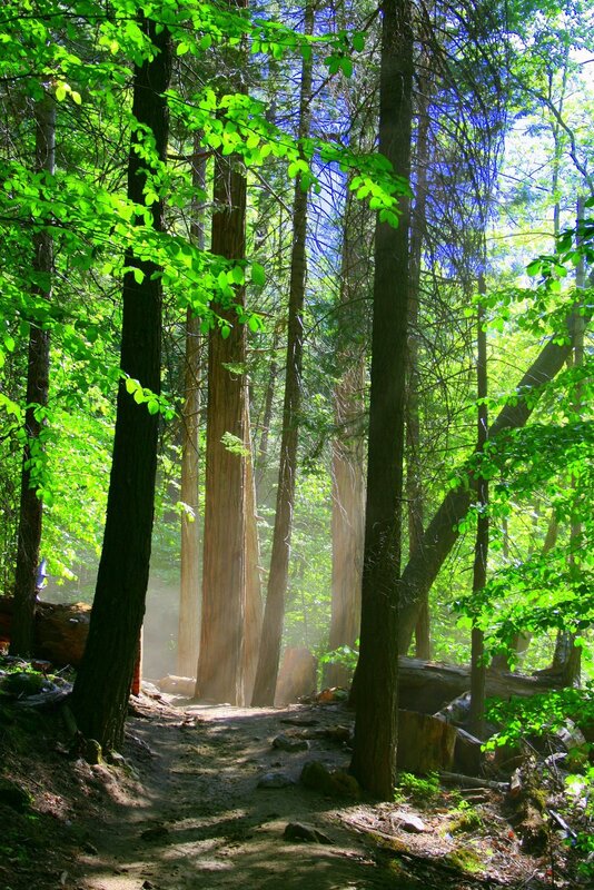 Sunlight through forest trees