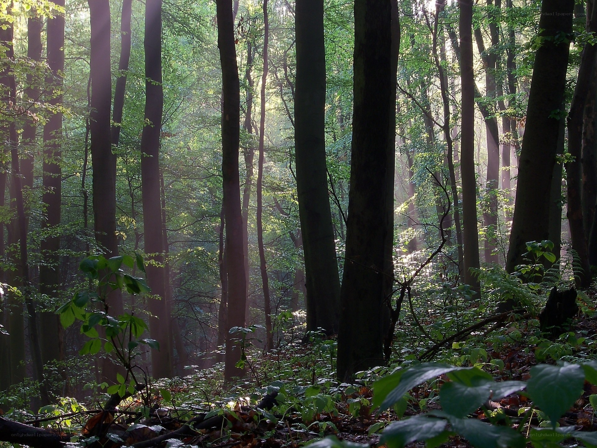 Sunlight through forest trees