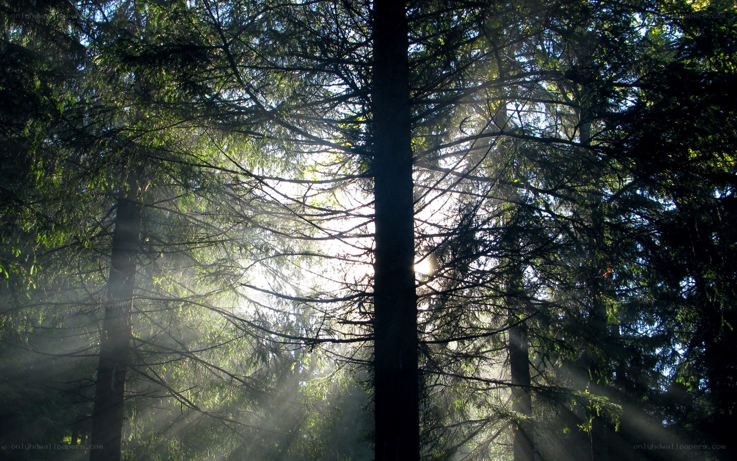 Sunlight through forest trees