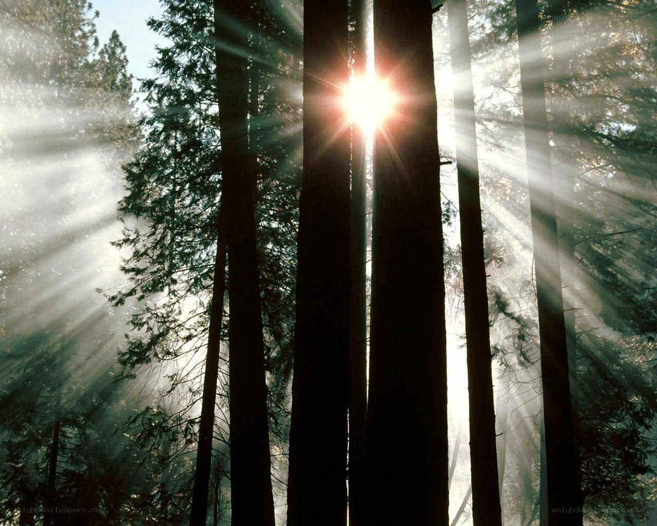 Sunlight through forest trees