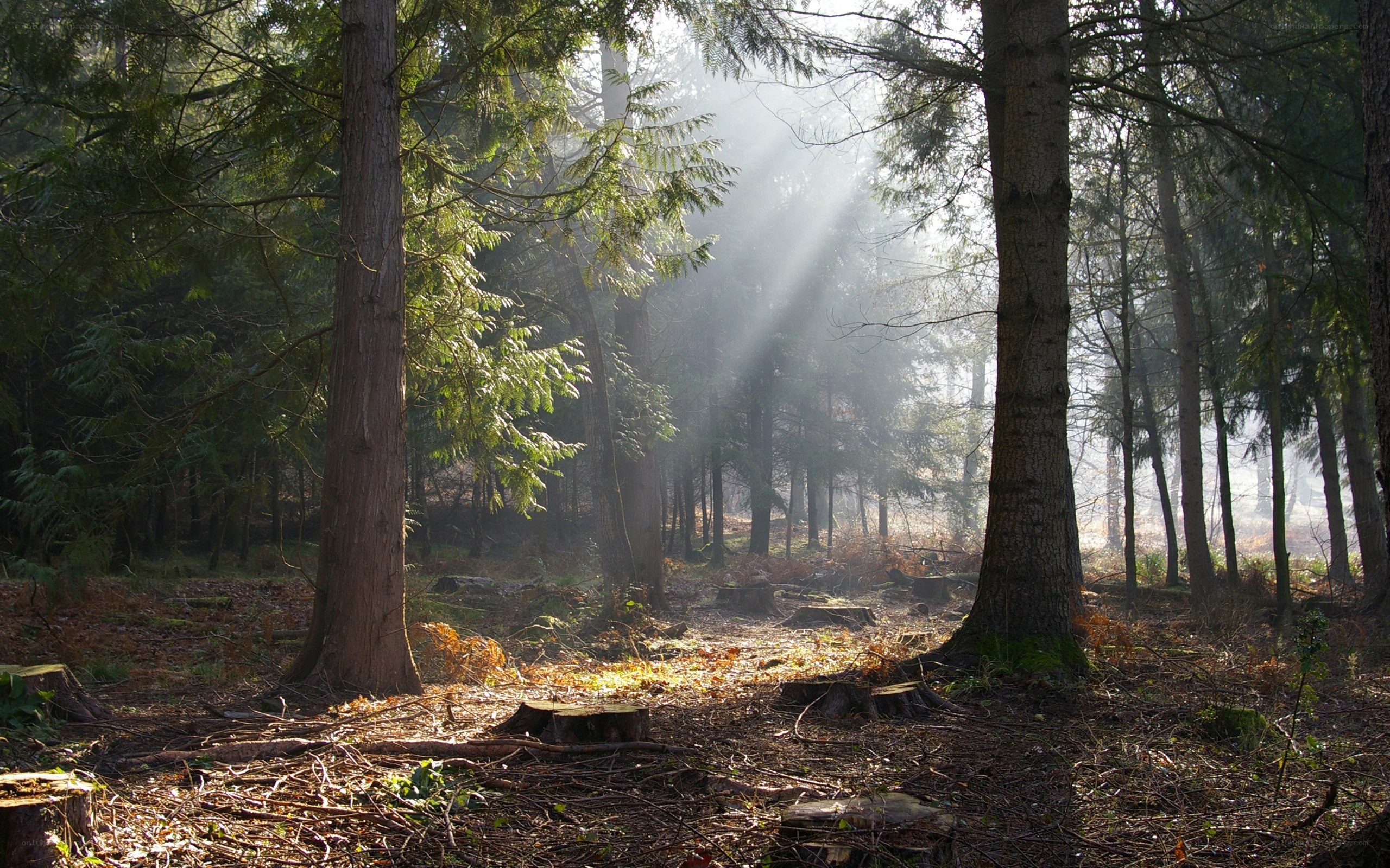 Sunlight through forest trees