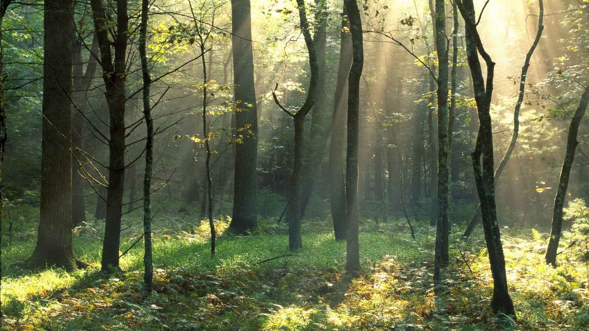 Sunlight through forest trees