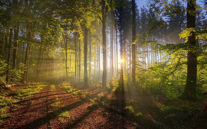 Sunlight through forest trees