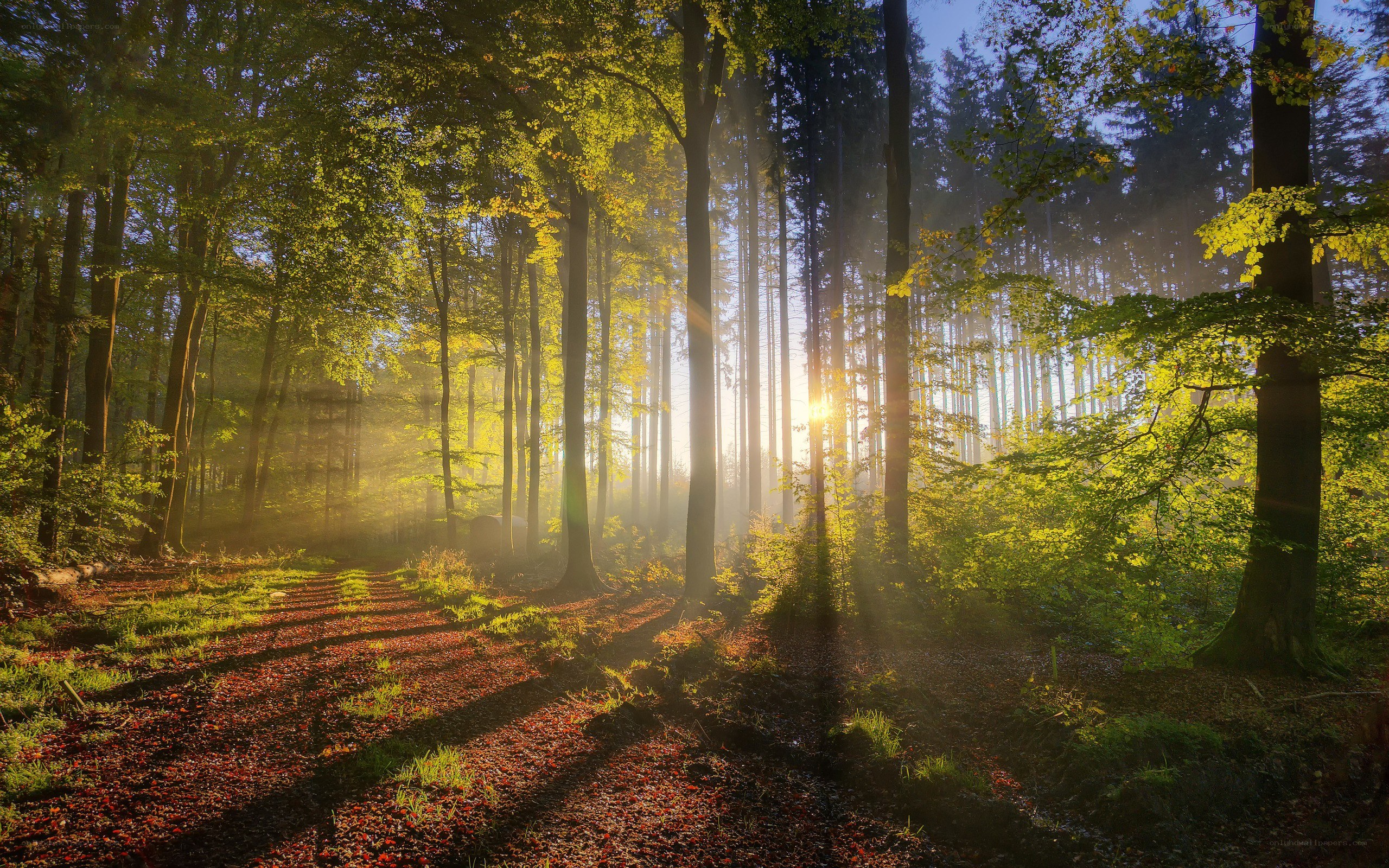 Sunlight through forest trees