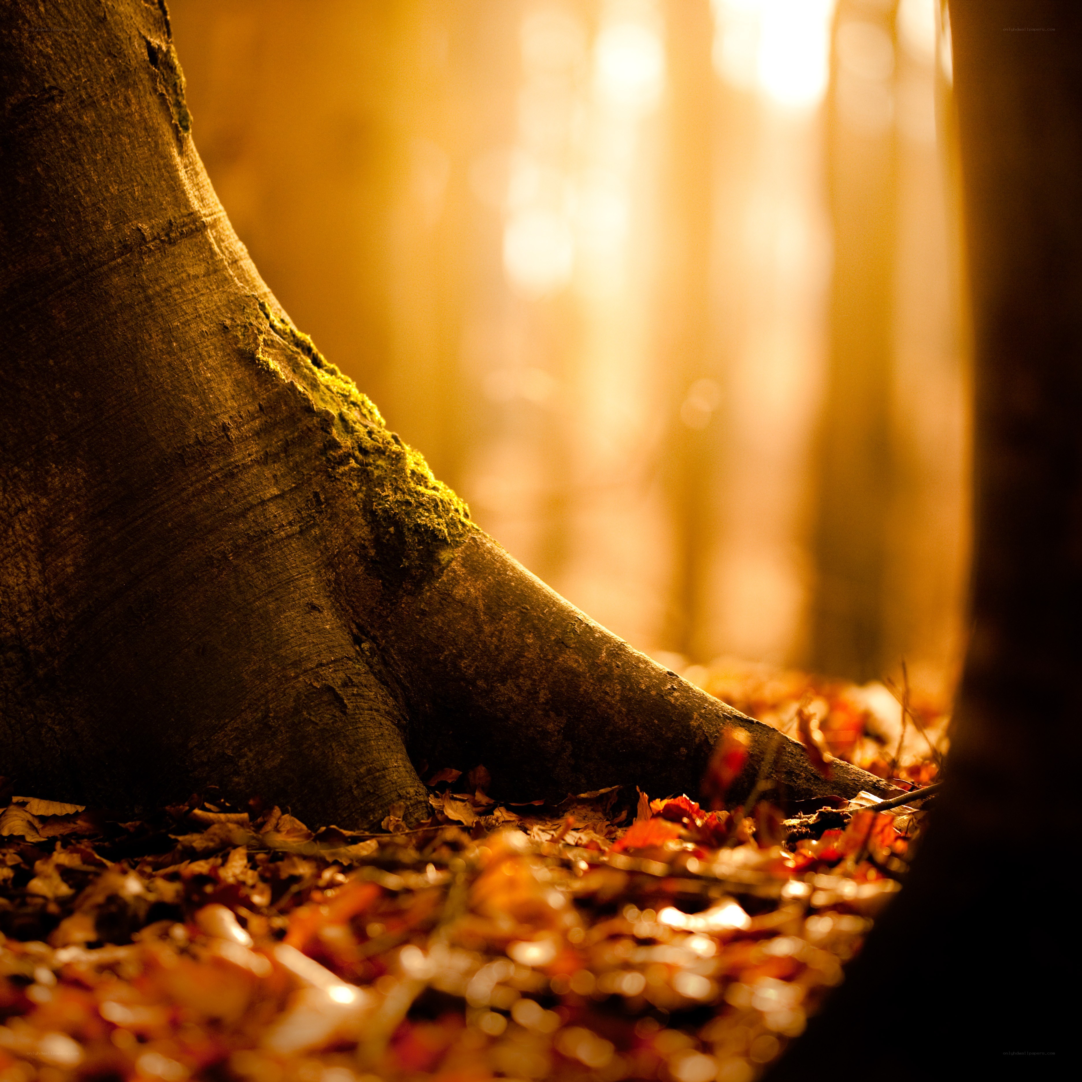 Sunlight through forest trees