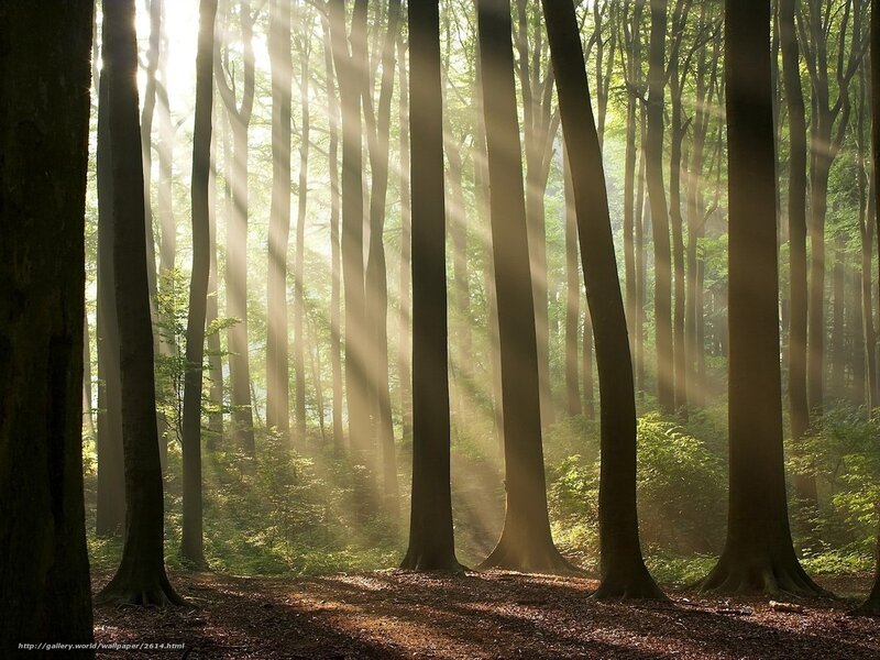 Sunlight through forest trees
