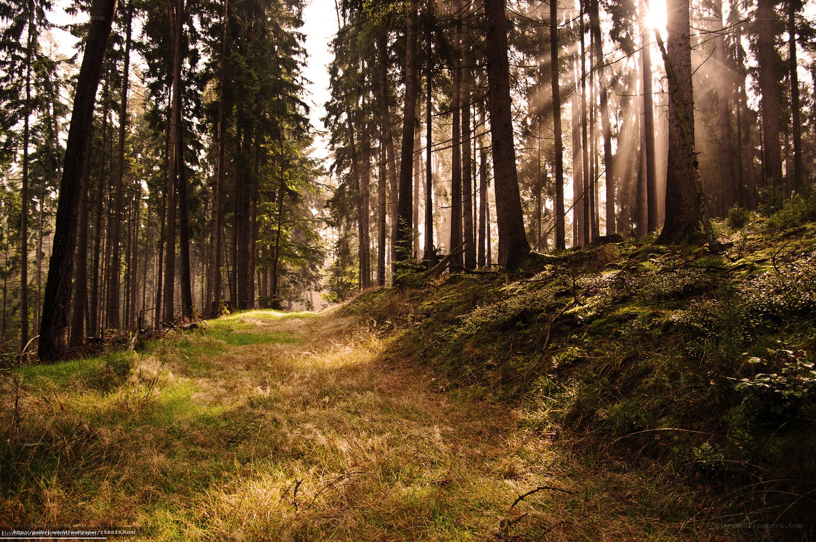 Sunlight through forest trees