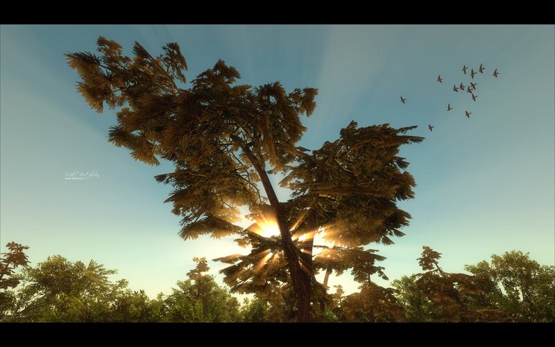 Sunlight through forest trees