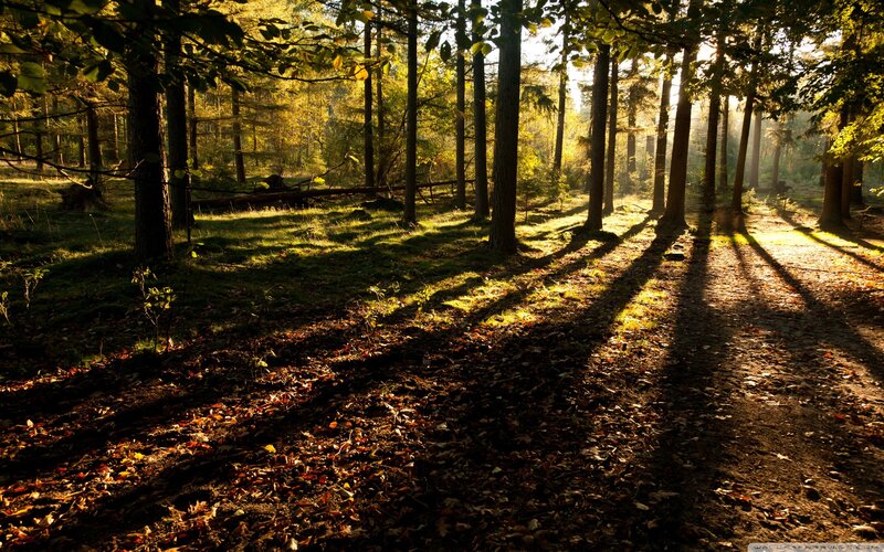 Sunlight through forest trees