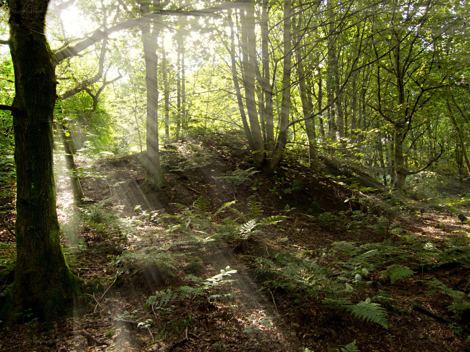 Sunlight through forest trees