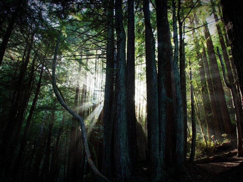 Sunlight through forest trees