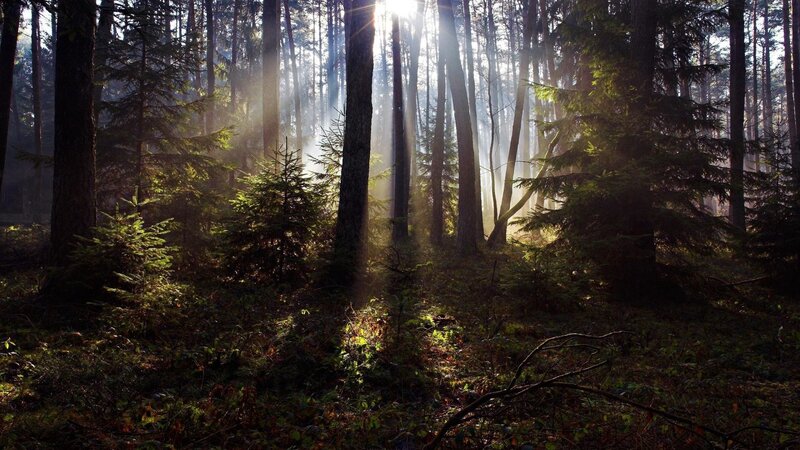 Sunlight through forest trees